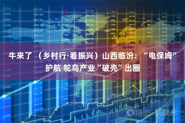 牛来了 （乡村行·看振兴）山西临汾：“电保姆”护航 鸵鸟产业“破壳”出圈